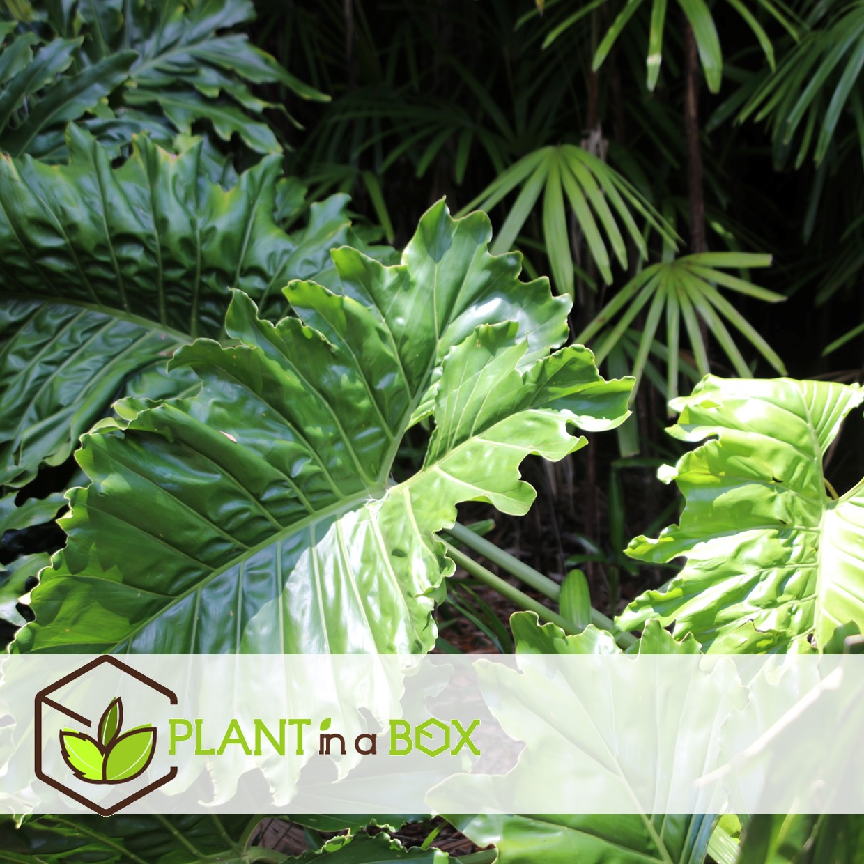 Alocasia 'portodora' - xxl - pot 32cm - hauteur 110-120cm