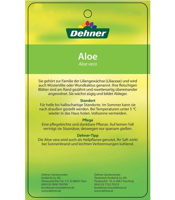 Echte Aloe-Set - Aloe vera
