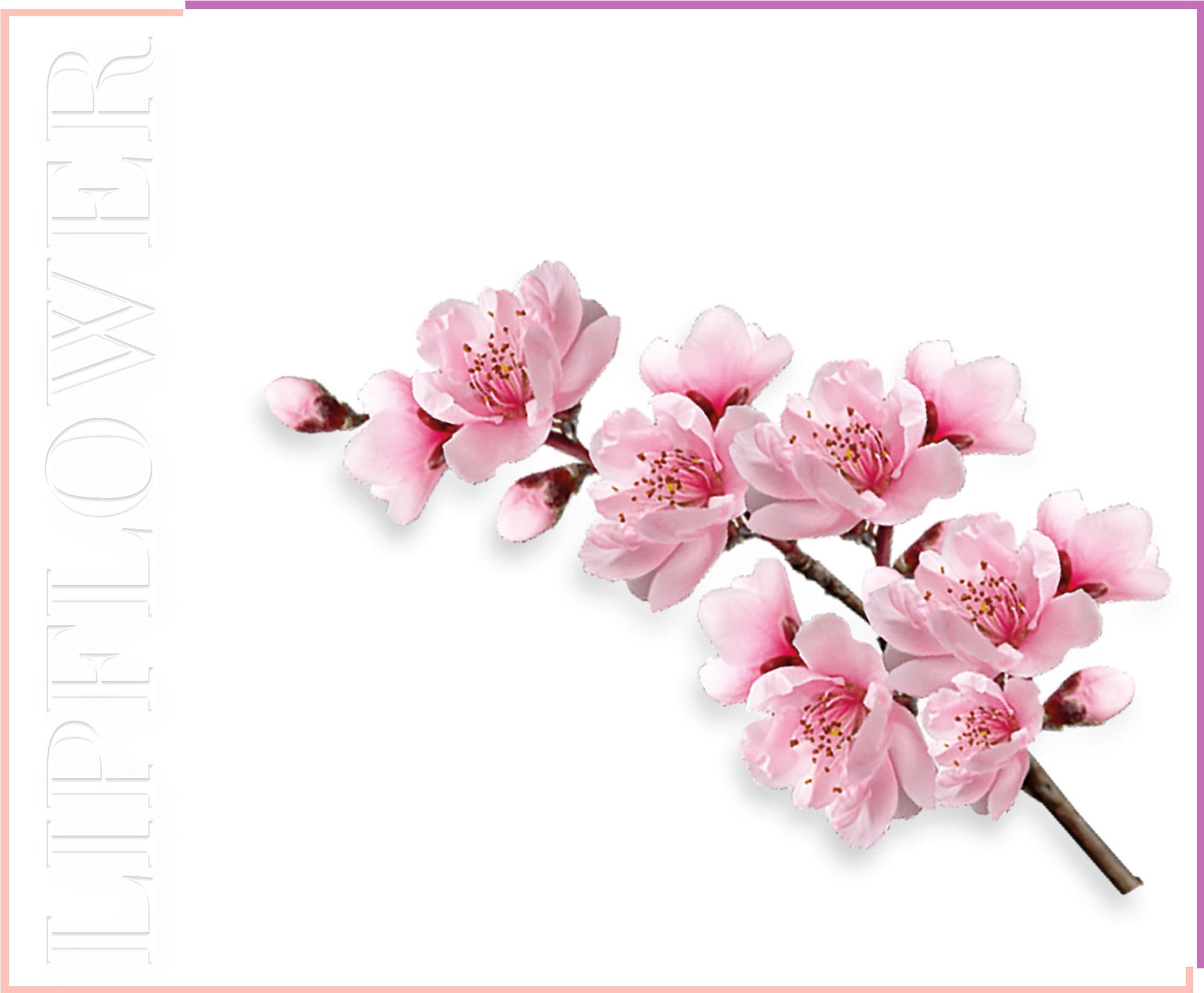 Shaoyun  Lip Flower Pfirsichblüte Nr. 182, 3,60 g