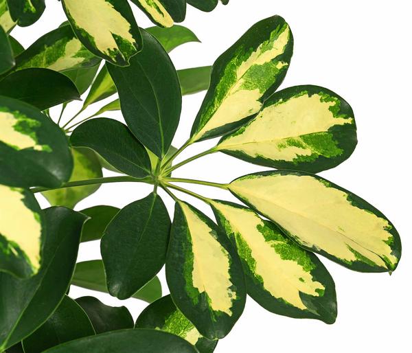 Strahlenaralie - Schefflera arboricola