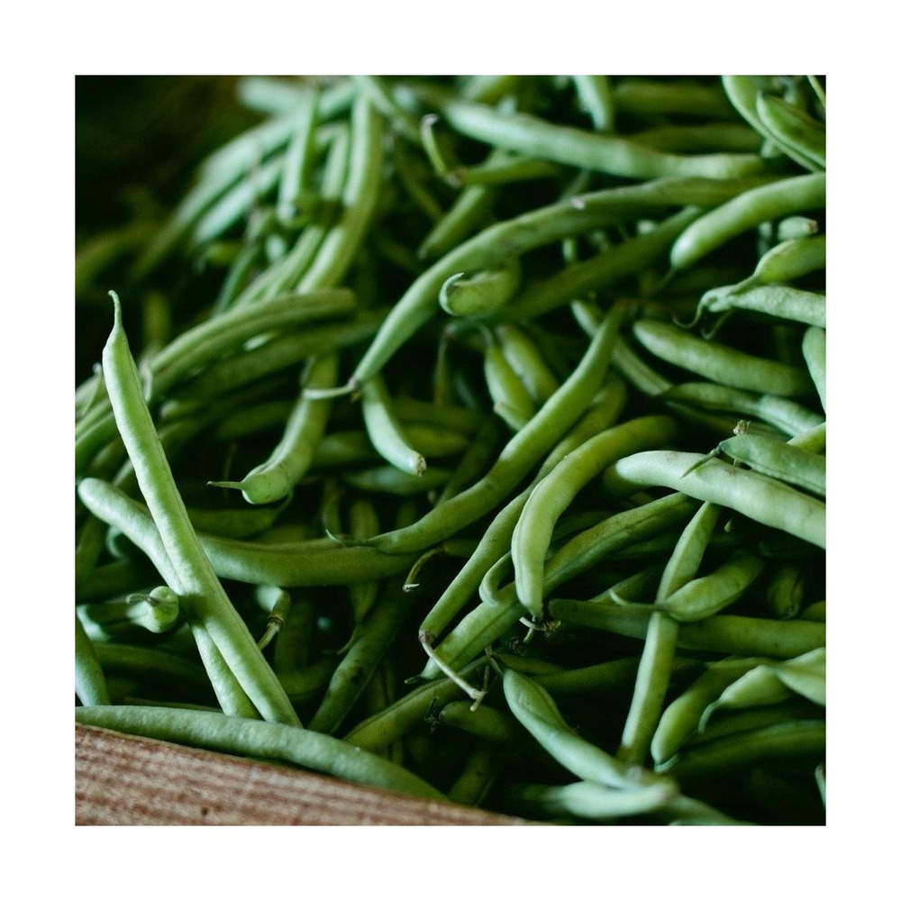 Graines de haricot nain mangetout odéon/phaseolus vulgaris nain mangetout odéon[-]sachet de 80 gr.