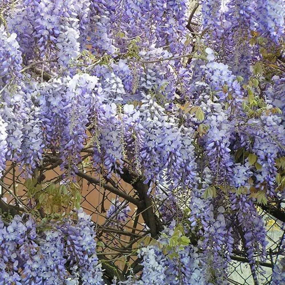 Glycine de chine bleue - wisteria sinensis 1.5l