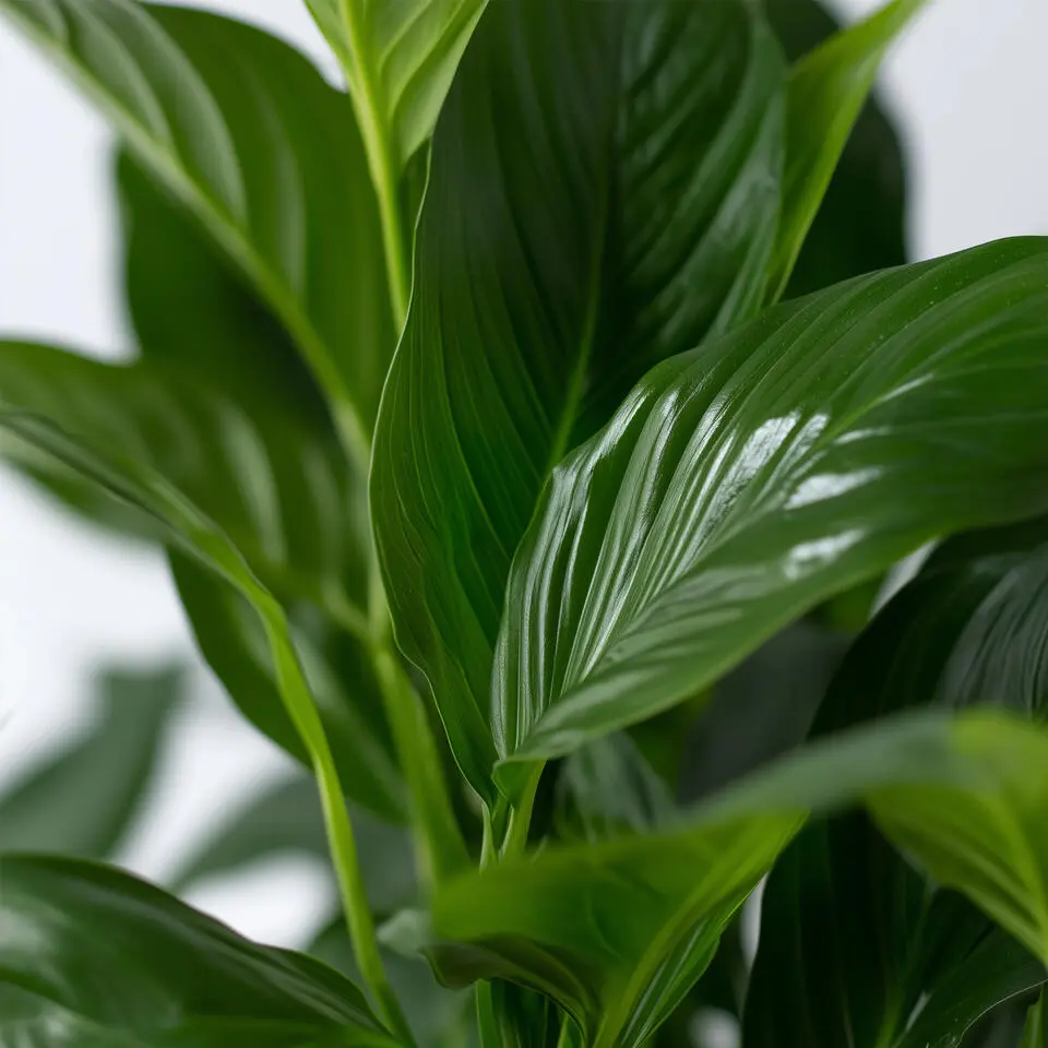 Lepelplant   Pokon - Set van 2 - Spathiphyllum 'Lima' - Hoogte 60-75cm - ⌀17cm