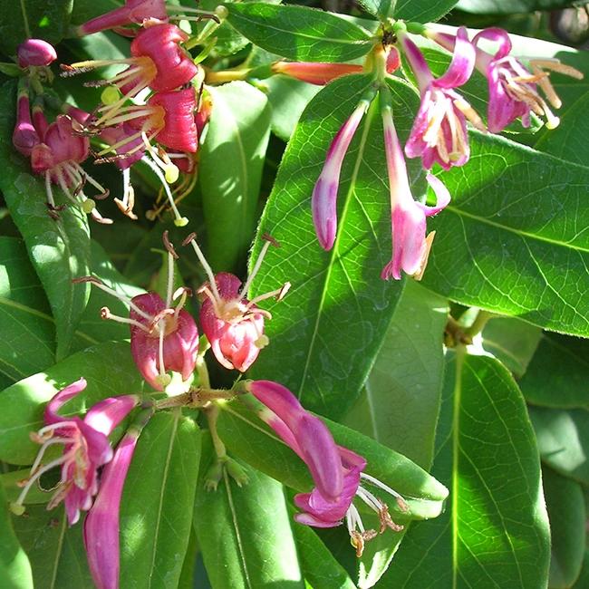 Chèvrefeuille de henryi - lonicera henryi 3l