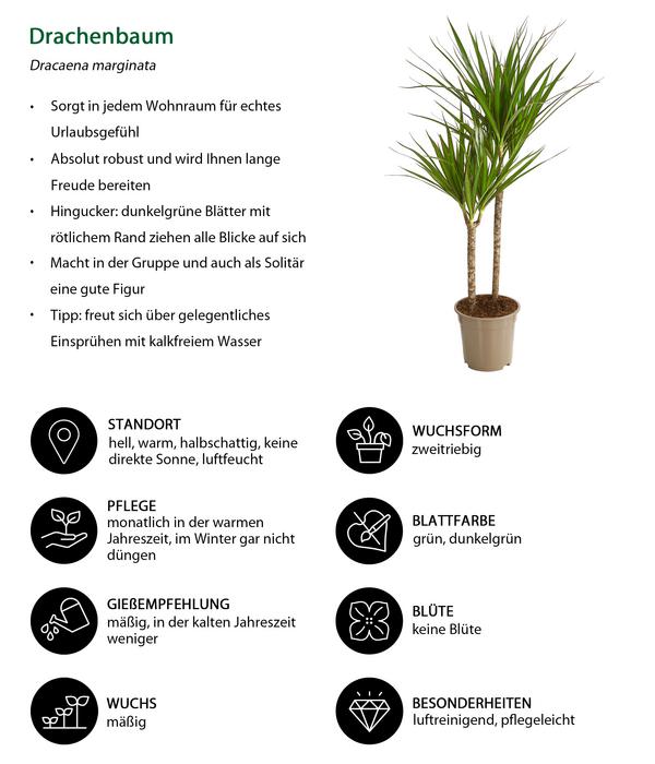Drachenbaum - Dracaena marginata
