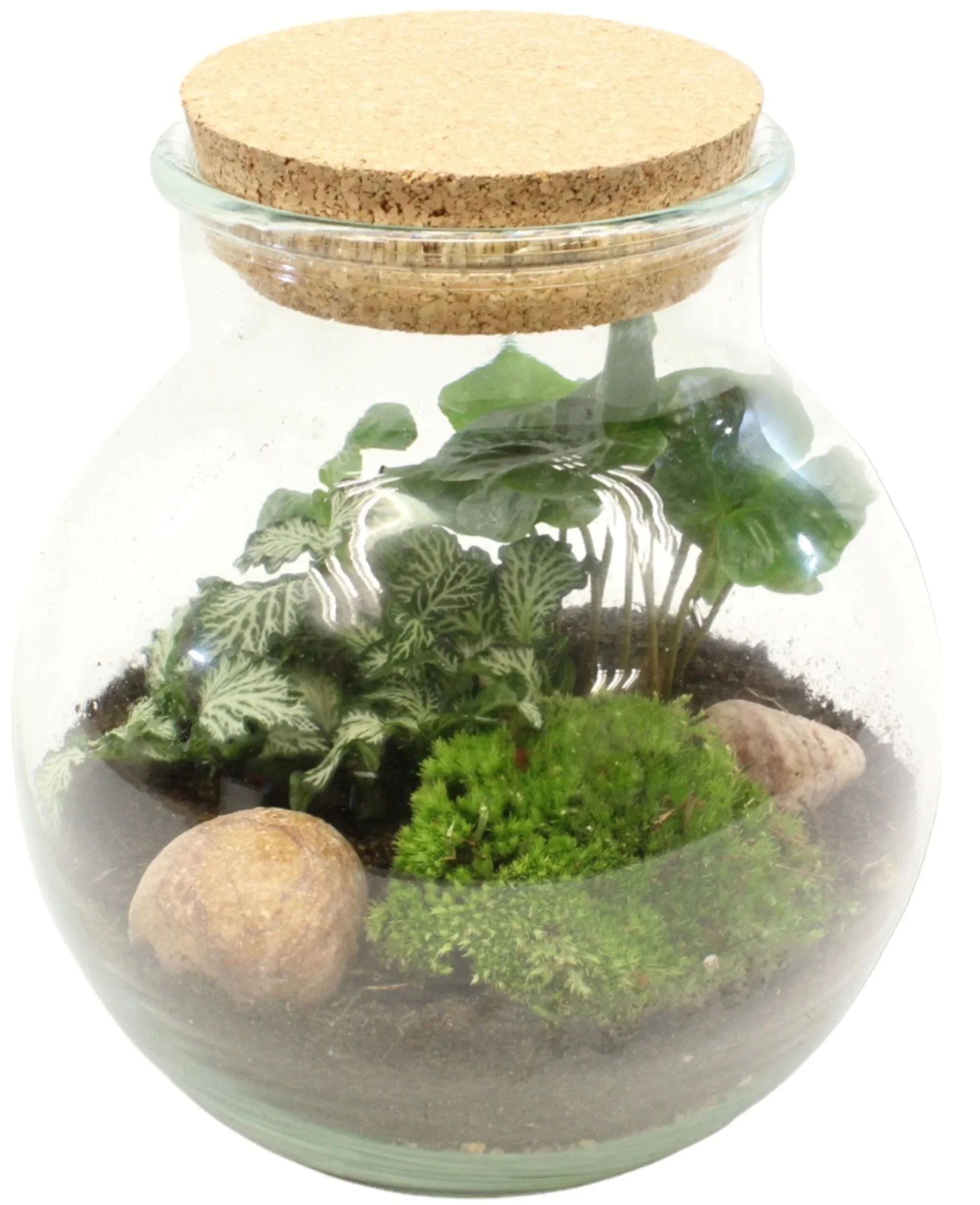 Terrarium 20 cm diameter Ø20 cm
