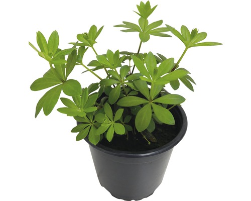 Woodruff FloraSelf Galium odoratum 'Sterntaler' Ø 12 cm pot