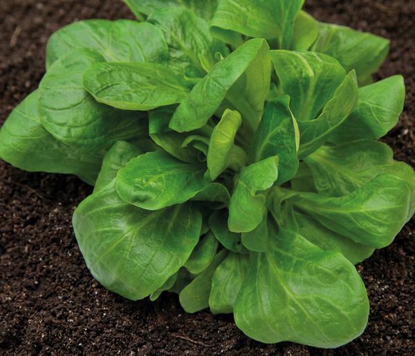 Dehner Premium Samen Feldsalat 'Elan'