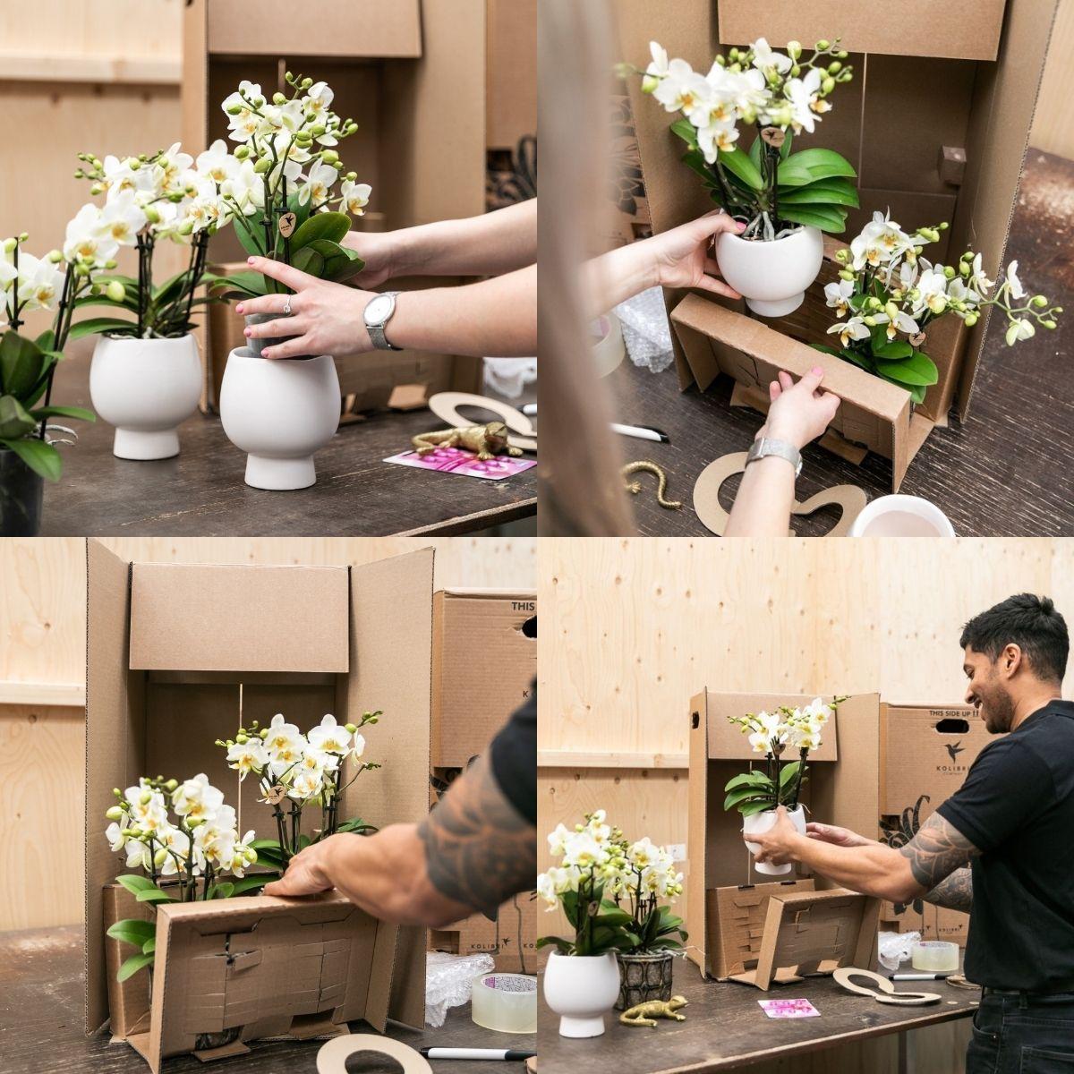 Plante d'intérieur - set de 3 orchidées violettes dans un panier en roseau avec réservoir d'eau 35cm