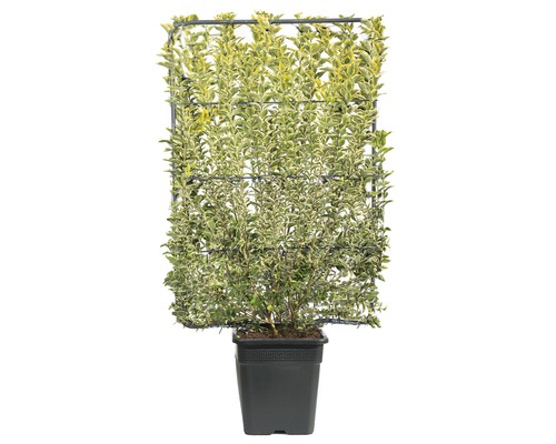 Privacyhaag Gouden liguster espalier FloraSelf Ligustrum ovalifolium 'Aureum' H 110-120 cm B 80 cm Co 30 L