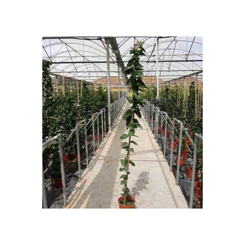 Jasminum sambac (jasmin d'arabie) blanc - taille pot de 4l - 160/180cm