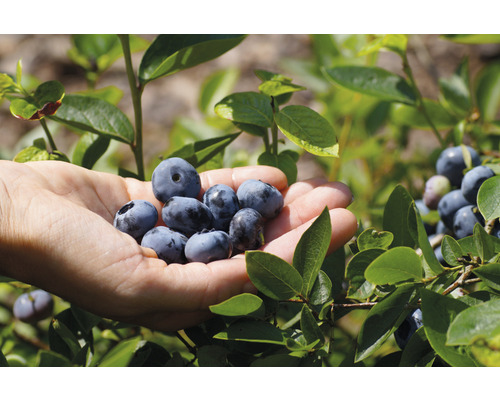 Biologische grote bosbes FloraSelf Organic Vaccinium corymbosum 'Chandler' H 30-40 cm Co 3 L
