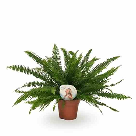 Nephrolepis exaltata green lady (fougères d'intérieur) taille pot de 2 litres - 20/60 cm