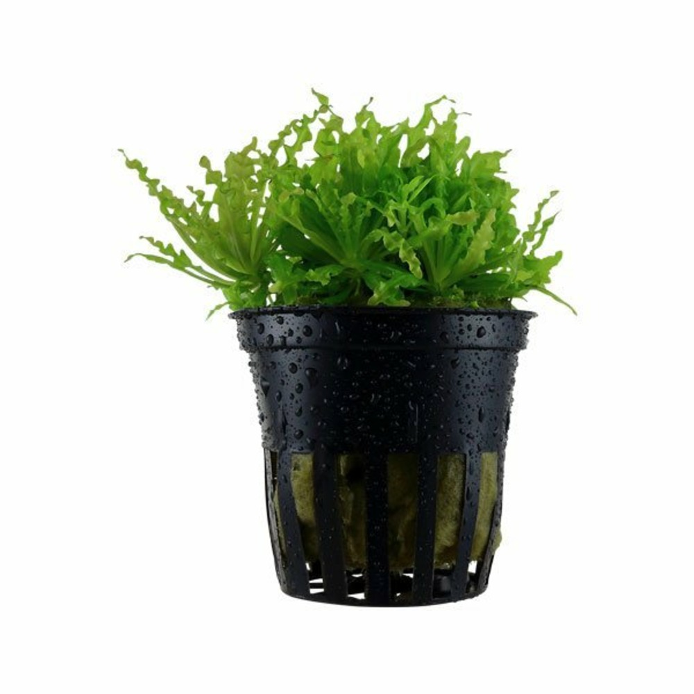 Pogostemon helferi