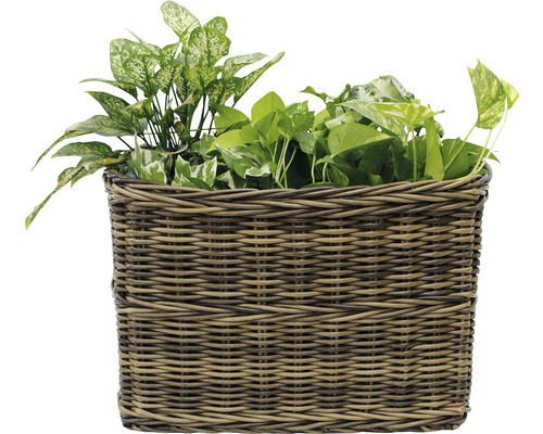 Lafiora polyrotan mand, 55 x 41 x 36 cm, bruin