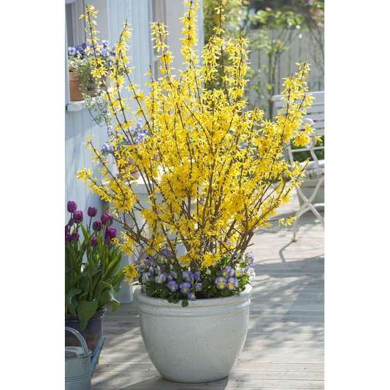 Forsythia x intermedia : H. 125/150 cm ctr 10 litres.