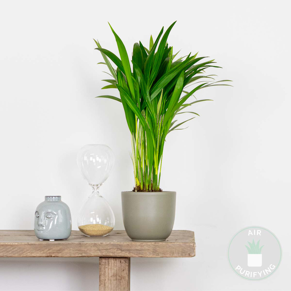 Dypsis lutescens - palmier dorés - plante d'intérieur - entretien facile – ⌀10,5 cm - ↕25-30 cm