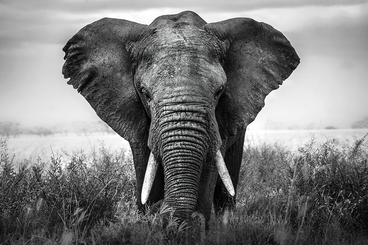 Glasschilderij - Olifant