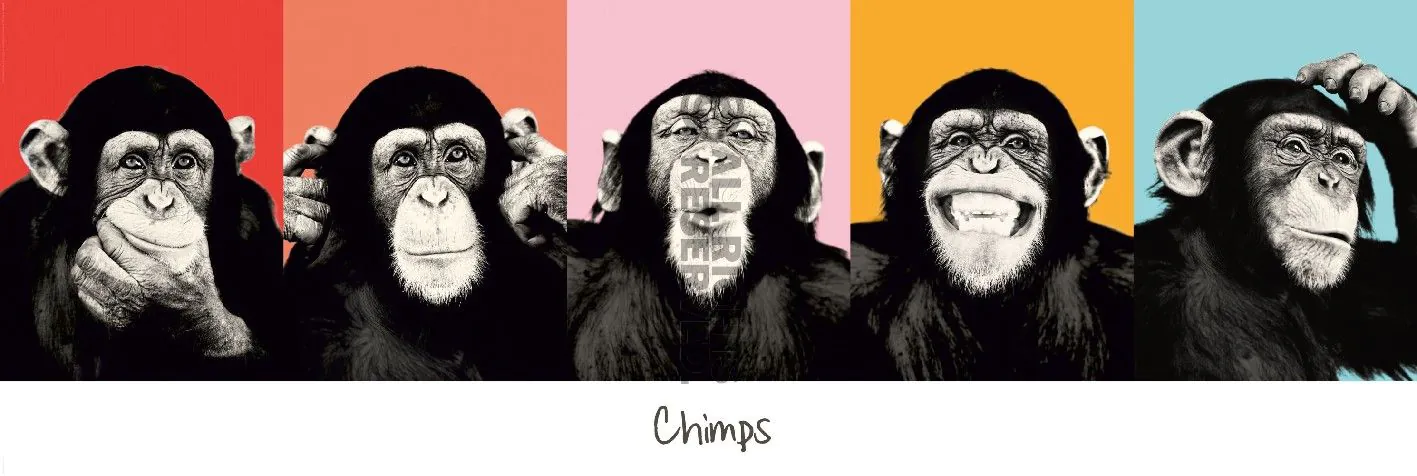 Poster The Chimp - pop, 53 x 158 cm