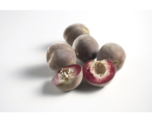 Biologische perzikboom FloraSelf Biologische Prunus persica 'Red Vineyard Peach' Stamhoogte 60 cm Totale hoogte ca. 100-120 cm Co 7,5 L zelfbestuivend