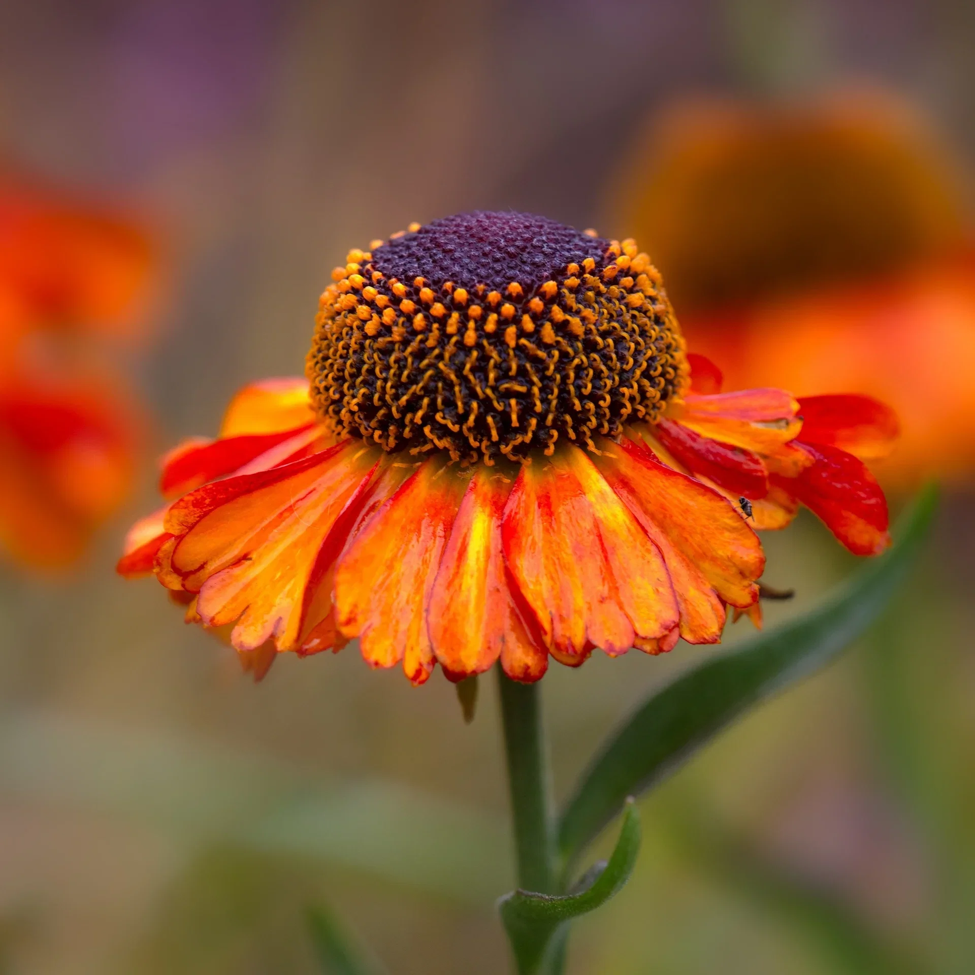 Helenium 'Short and Sassy' flerårig plante Ø11 cm