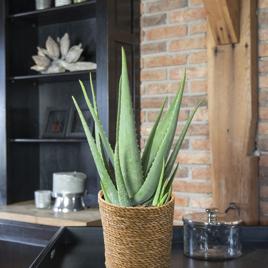 Aloe Vera H50cm - pot D19cm