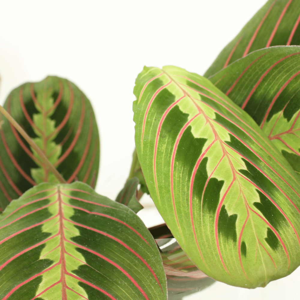 Plante d'intérieur - maranta fascinator - lot de 2 20cm
