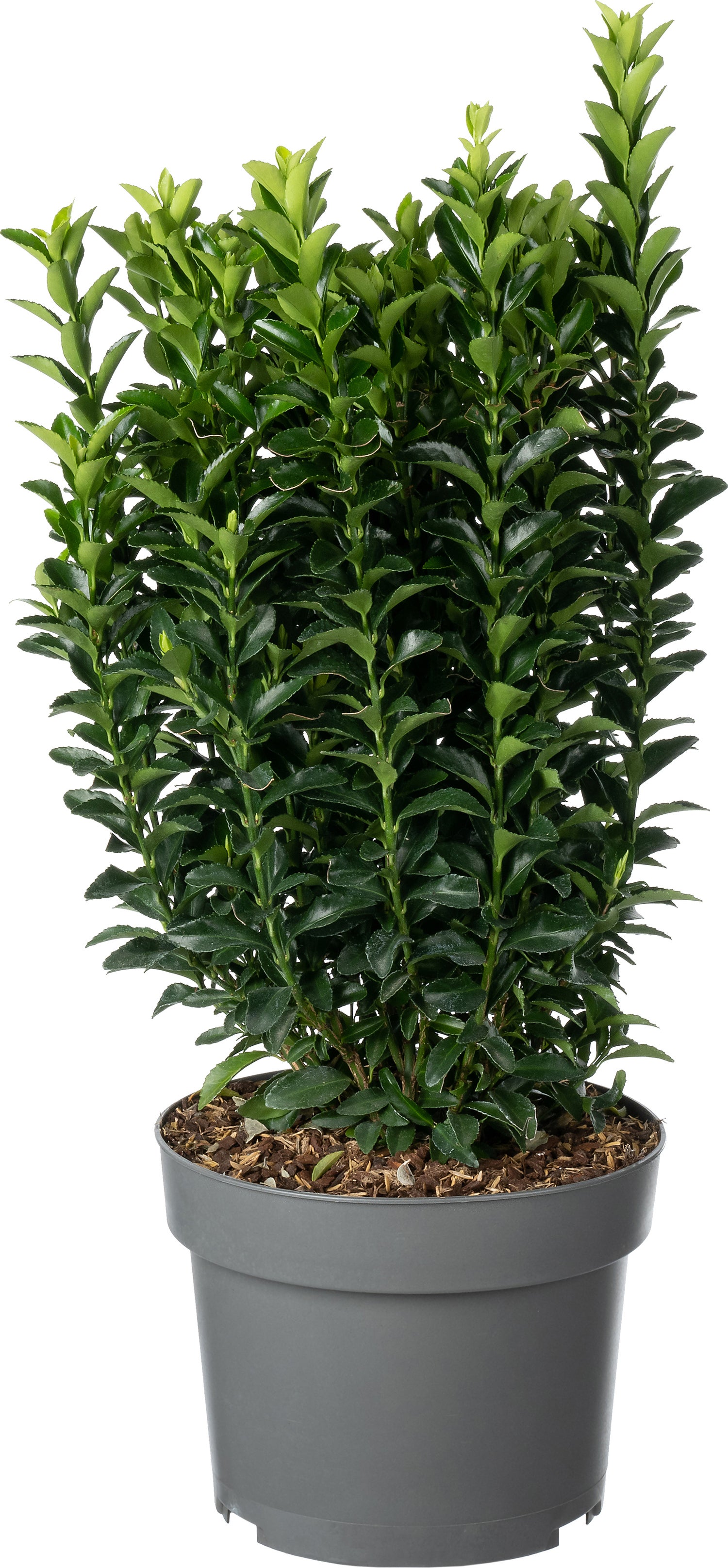 Japanse Kardinaalsmuts (Euonymus japonica 'Microphyllus') D 19 H 25 cm