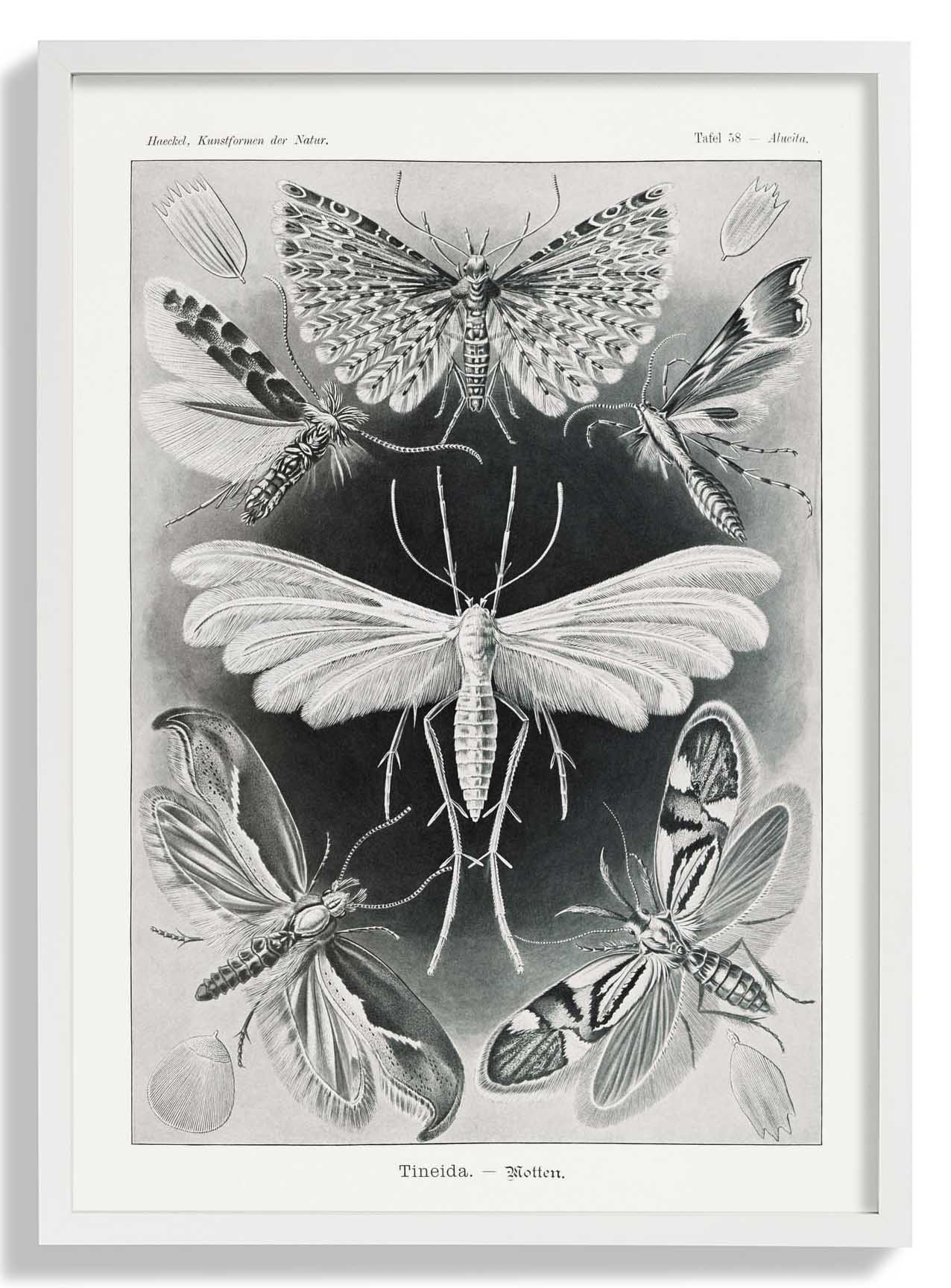 Tineida Motten von Ernst Haeckel