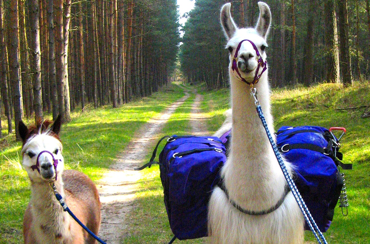 Lama Trekking Tour Mittenwalde