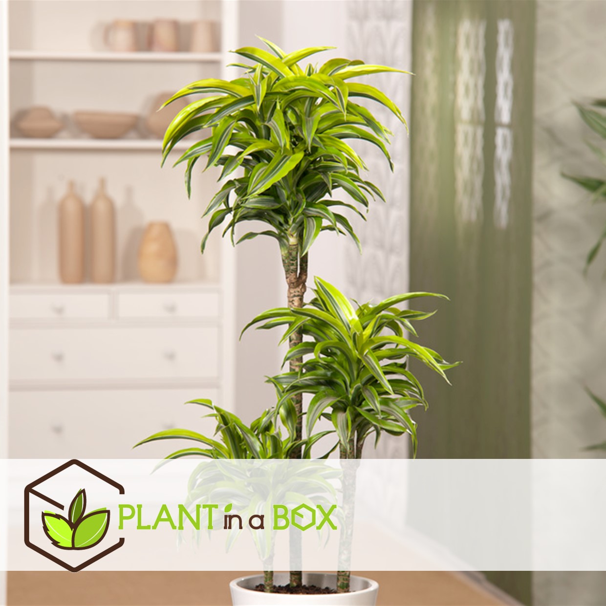 Dracaena deremensis - lemon lime - dragonniers - set de 2
