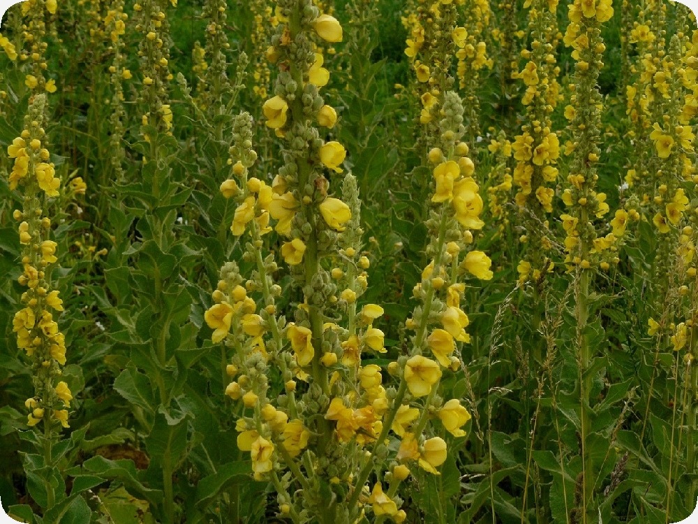 Molène à fleurs denses - 500 graines - verbascum densiflorum
