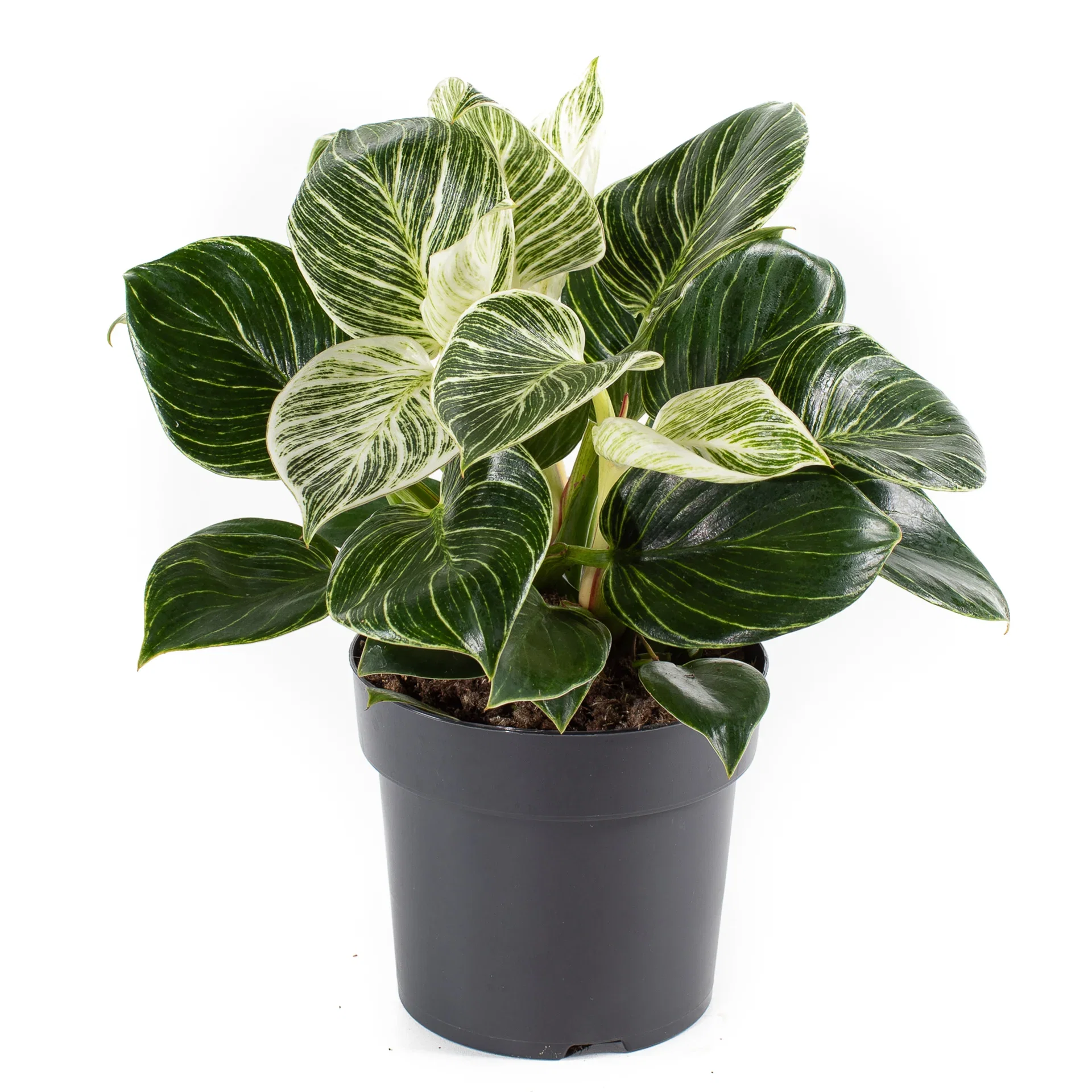 Philodendron 'White Measure' (BIRKIN) Philodendron 'White Measure' Høyde 30 cm