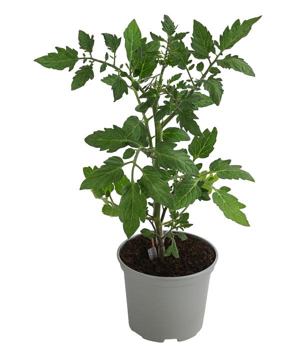 Dehner Gourmet Garten Riesen Steaktomate,