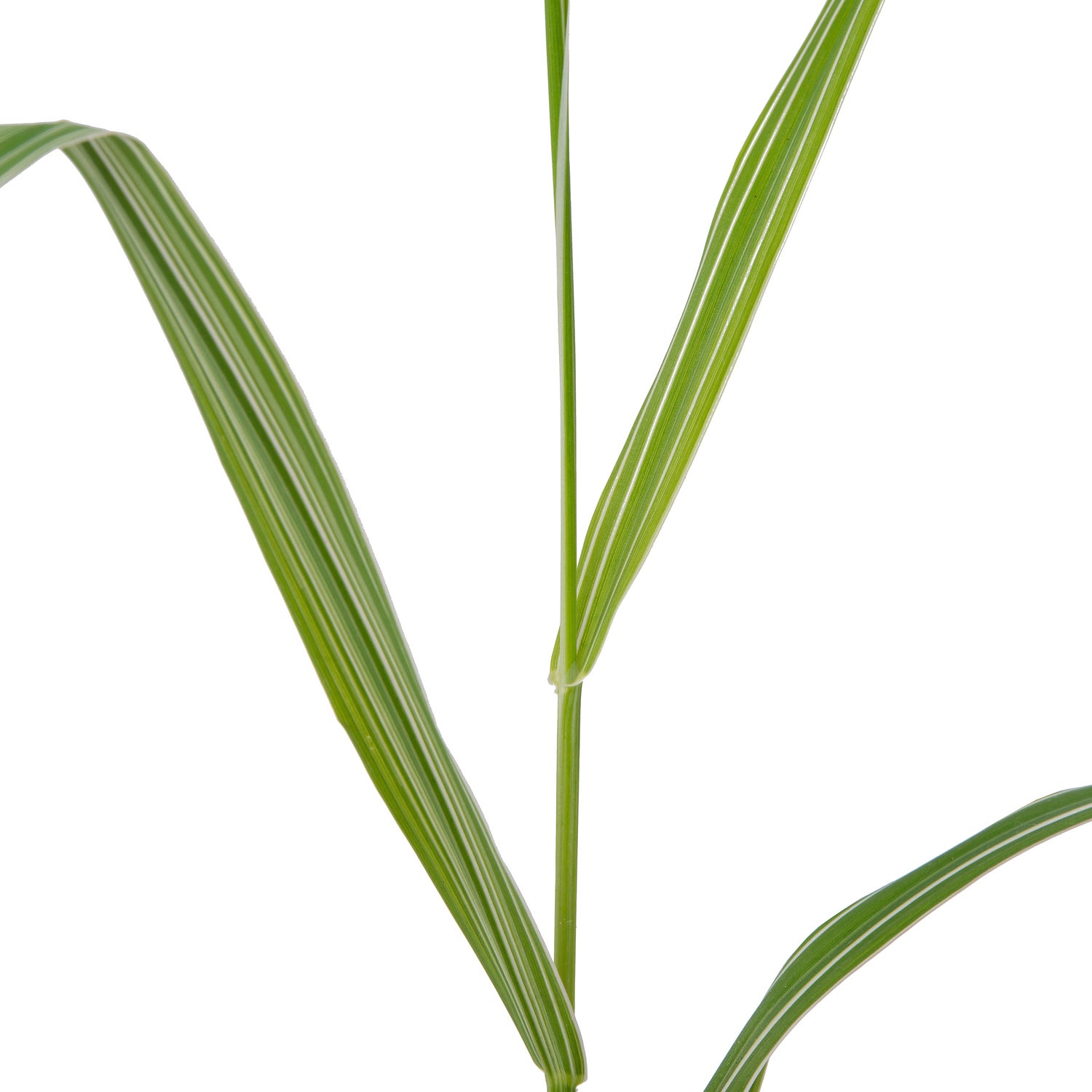 Kanariegras (Phalaris arundinacea 'Picta') D 9 H 20 cm