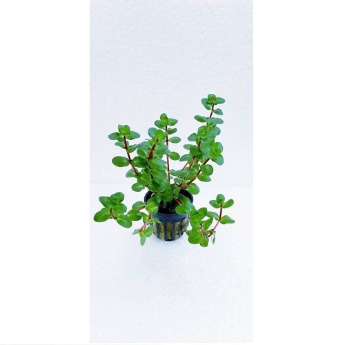 Tropica iberia Rotala suco de laranja planta aquática