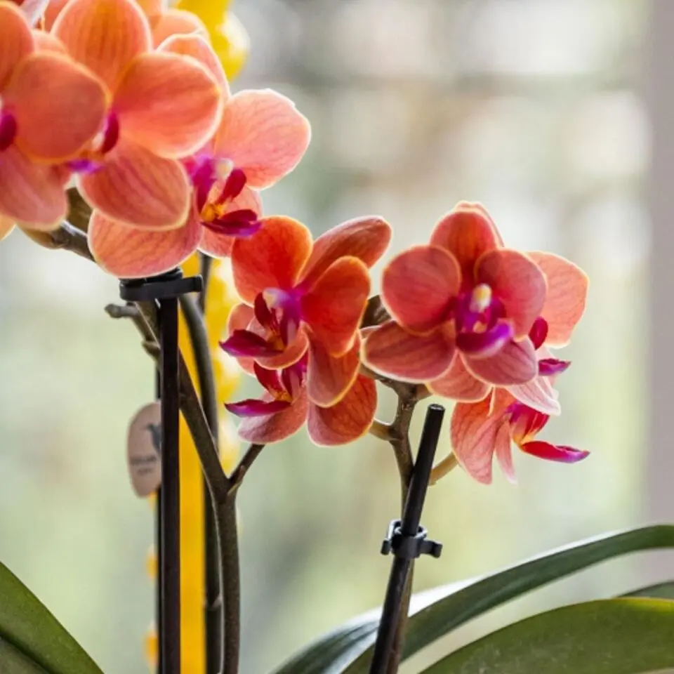 Cadeauset orchidee 'Orange S' - Phalaenopsis - Hoogte 30cm