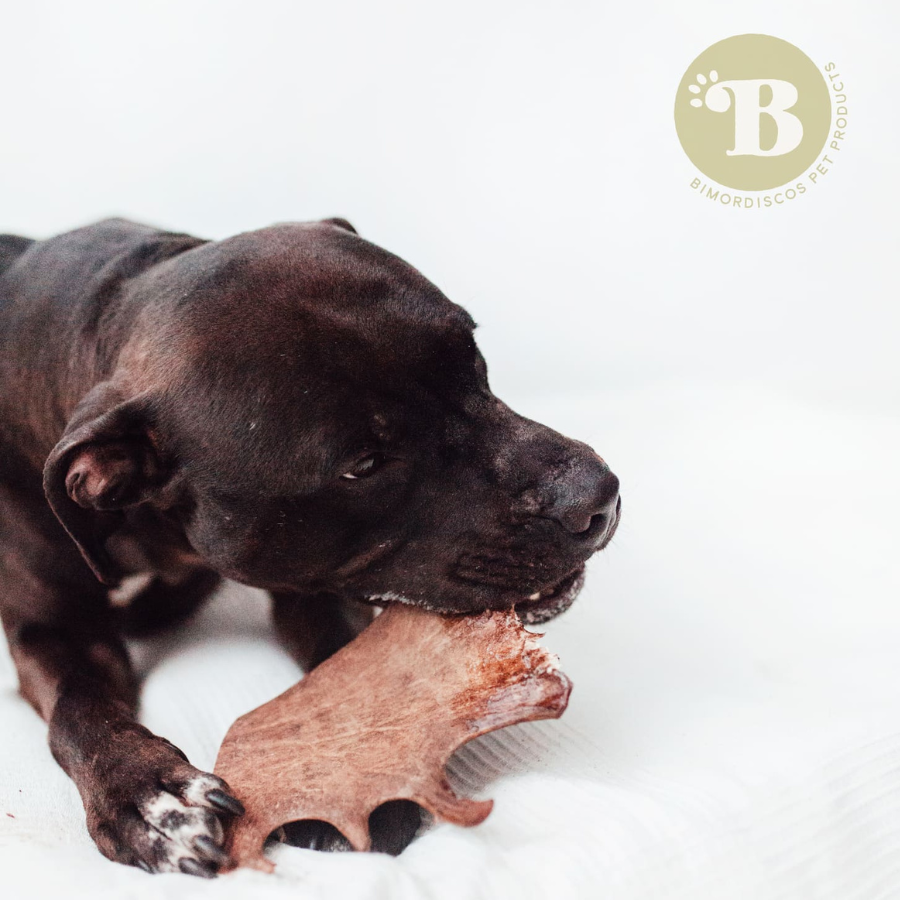 BIMORDISCOS Chifre de veado para cães