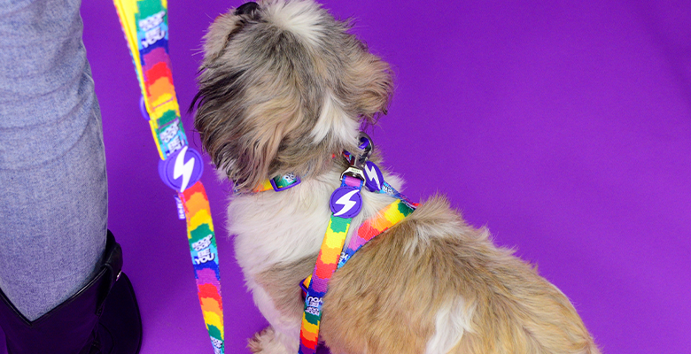 Guia para cães grandes Dashi Betty You