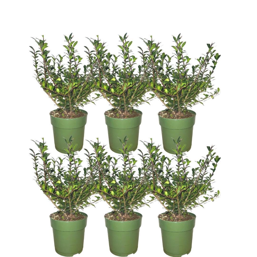 Ilex crenata 'jenny' - lot de 6
