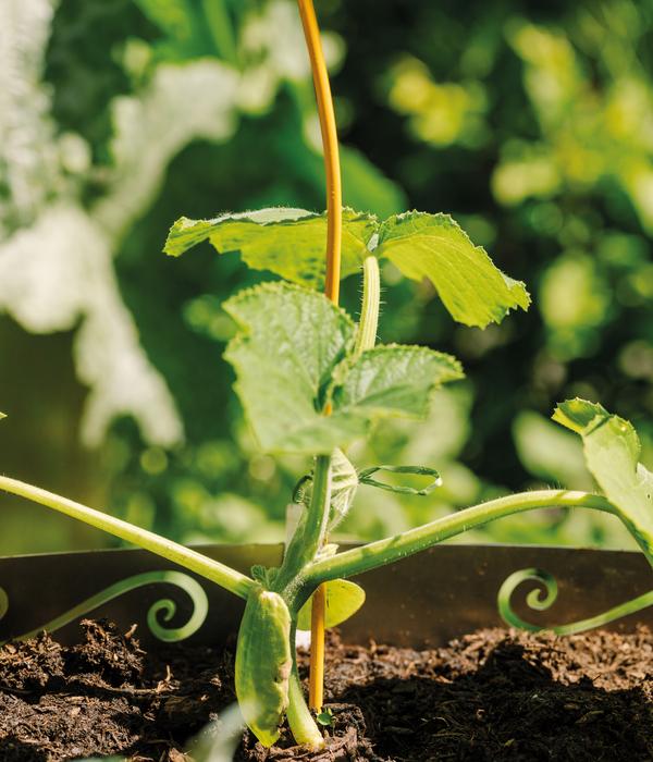 bellissa Stahl-Tomatenspirale Colorata