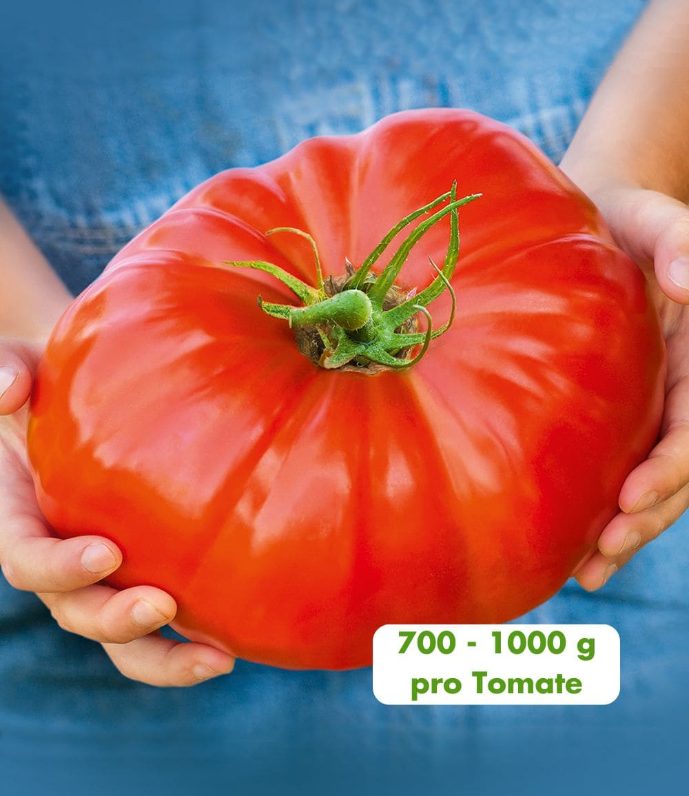 Veredelte Fleisch-Tomate 'Gigantomo' F1