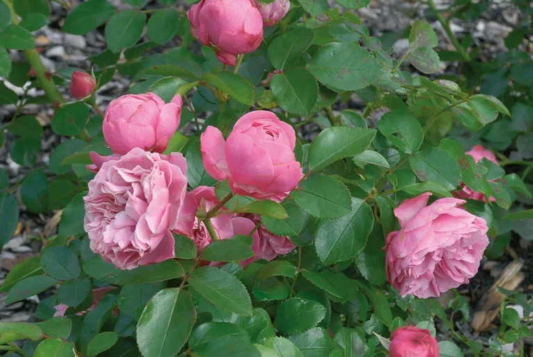 Rosa (Floribunda Group) LEONARDO DA VINCI ('Meideauri') Klaserose 'Leonardo DaVinci' Ø19 cm