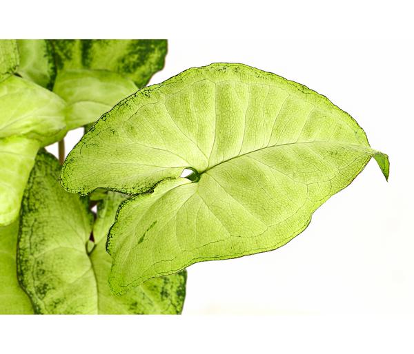 Purpurtute - Syngonium cultivars 'White