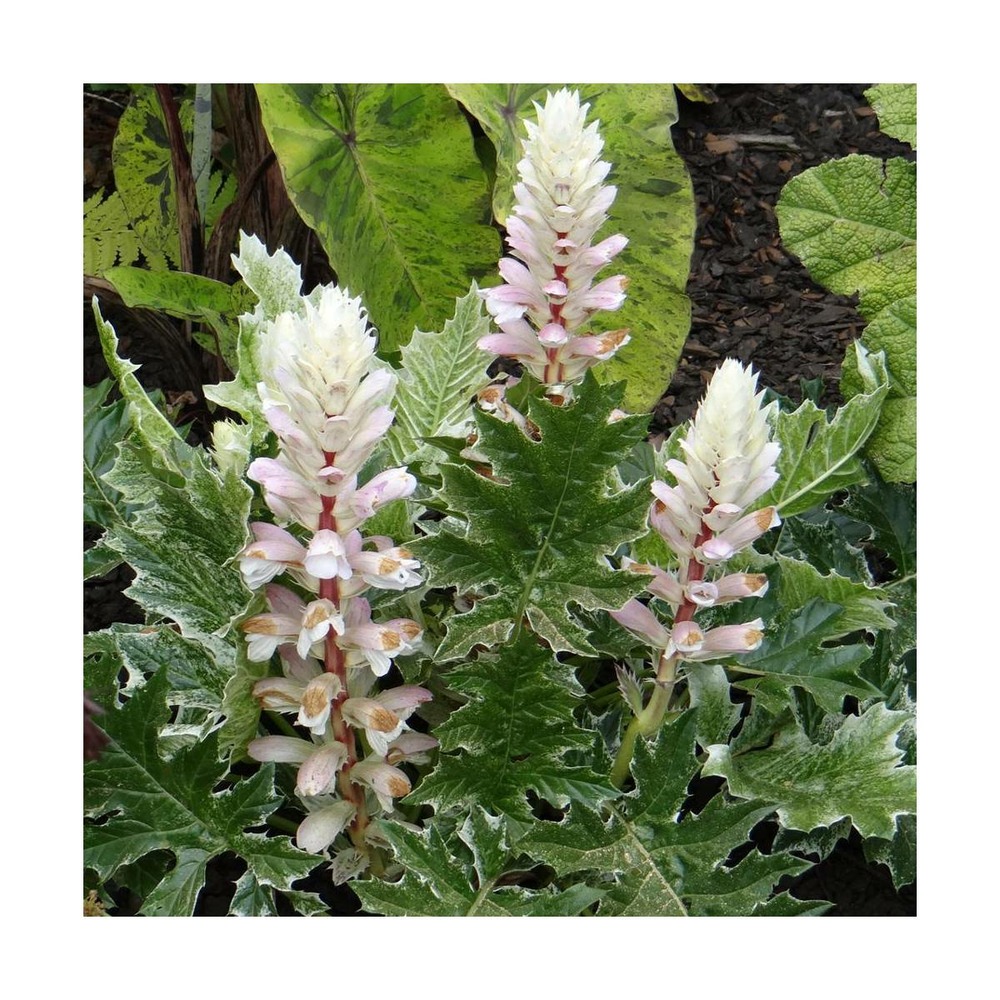 Acanthe whitewater®/acanthus x 'whitewater'®[-]godet