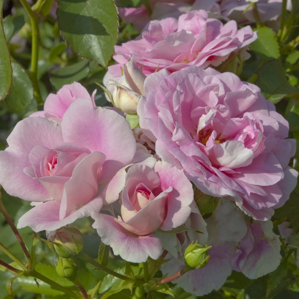 Rosier bonica ® meidomonac le pot de 2l