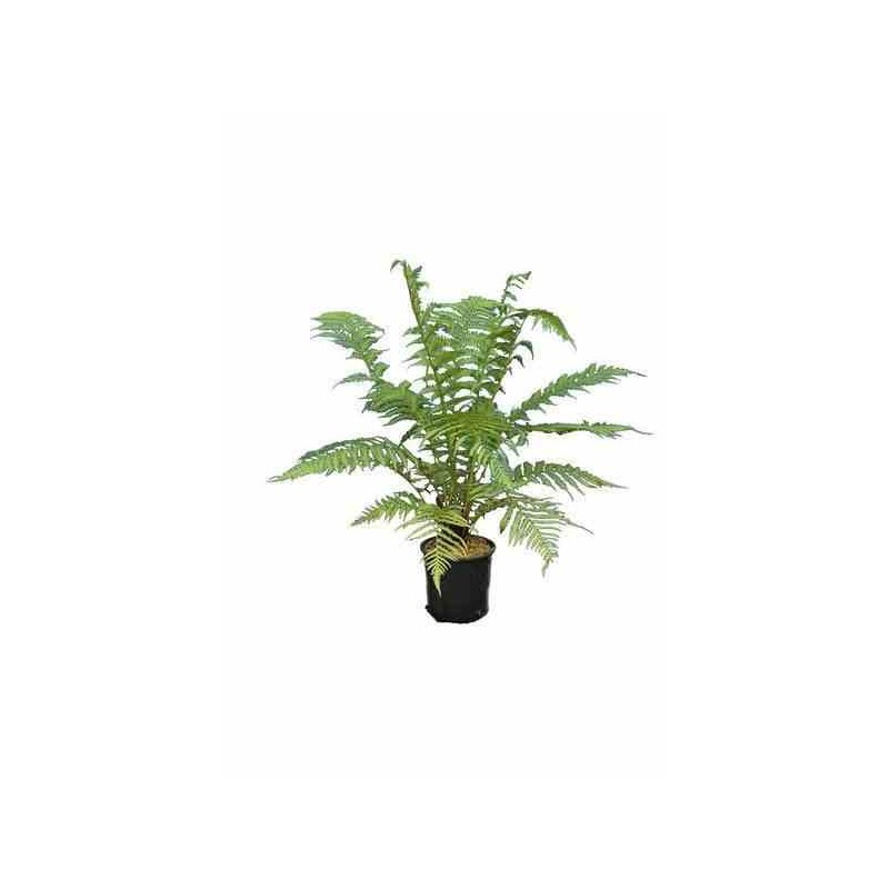 Dicksonia antartica (fougères arborescentes) taille stipe 30/40 total 90/120cm 12l
