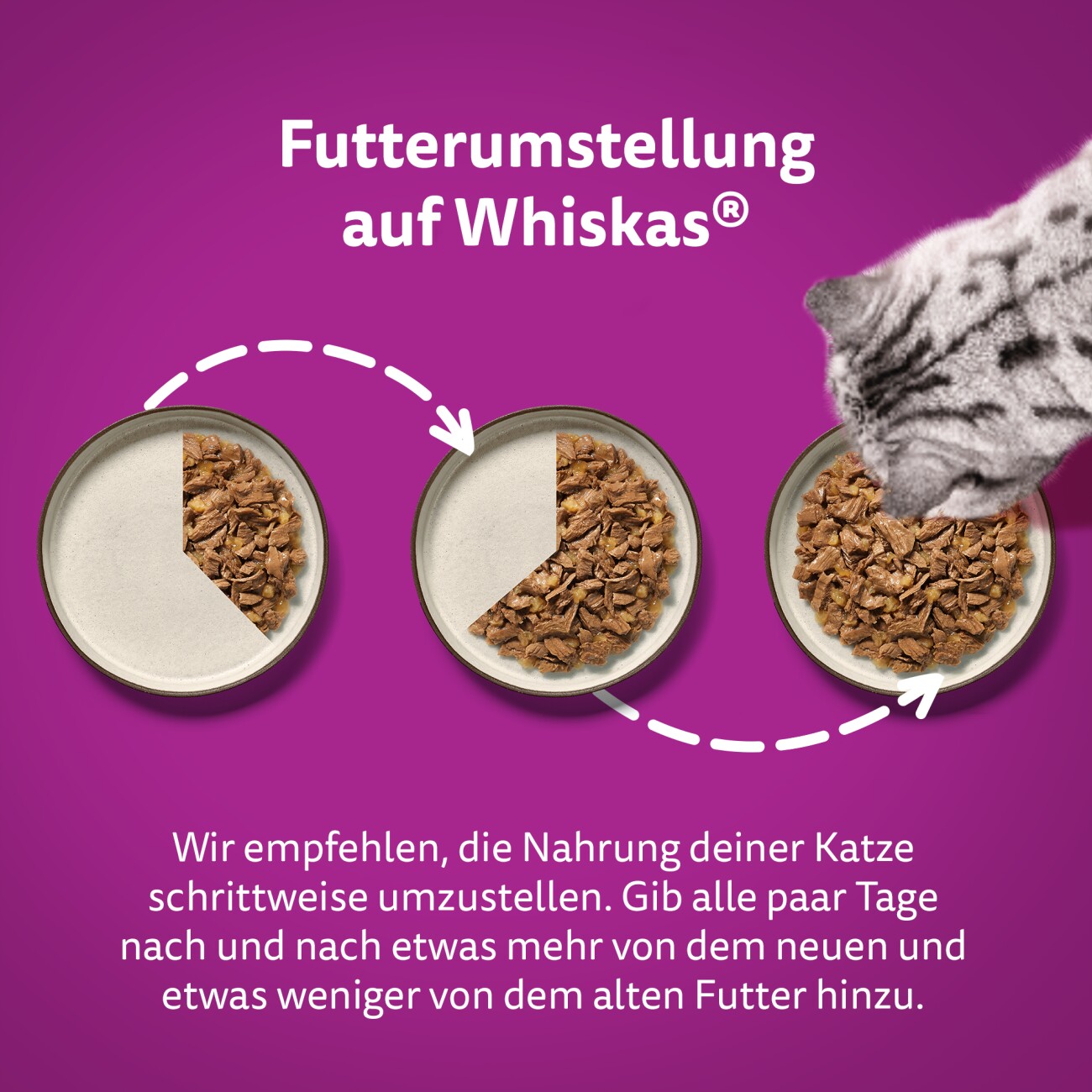Whiskas Mega Pack 1+ Gemischte Auswahl in Gelee 40 x 85g