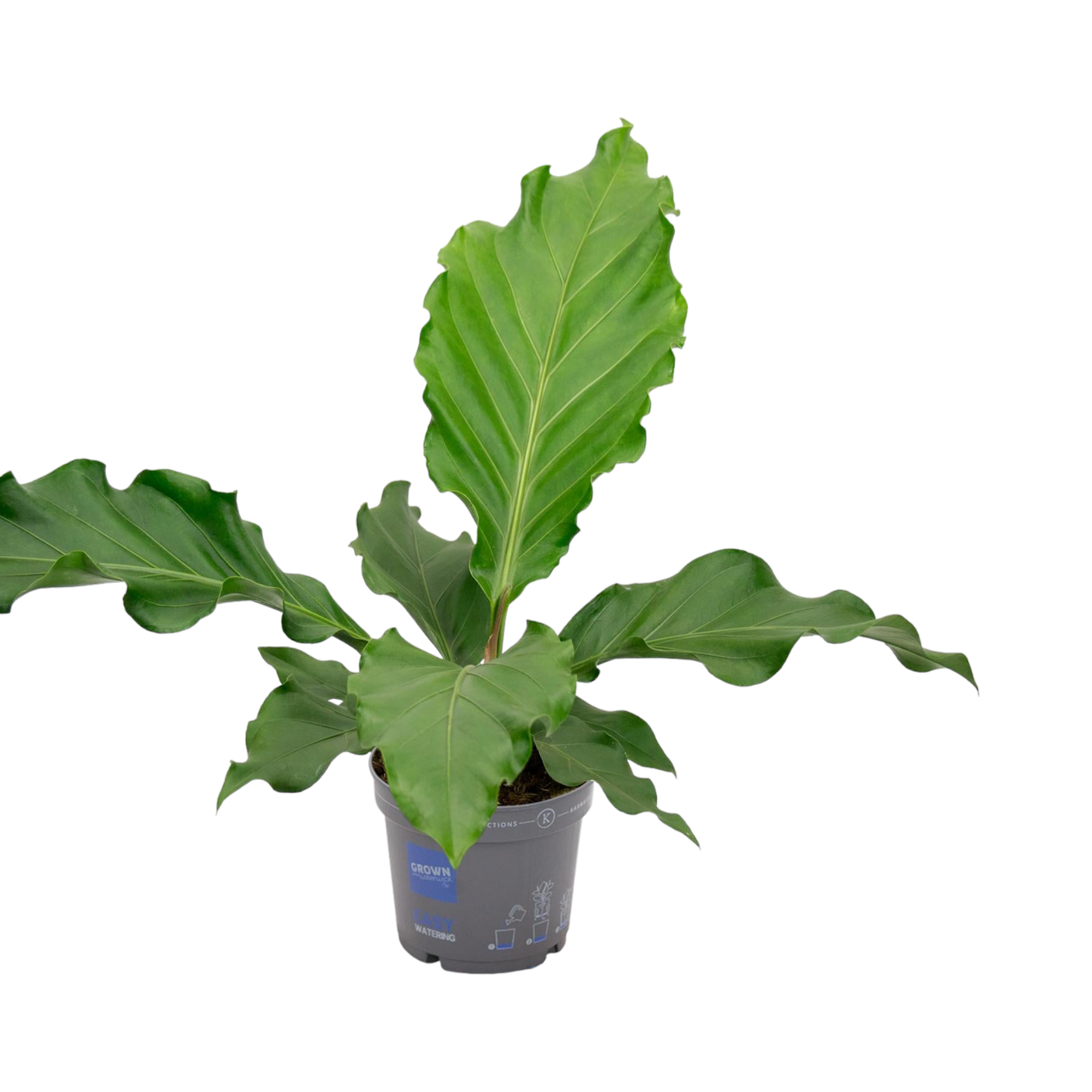 Plante d'intérieur - fougère asplenium nidus 55.0cm