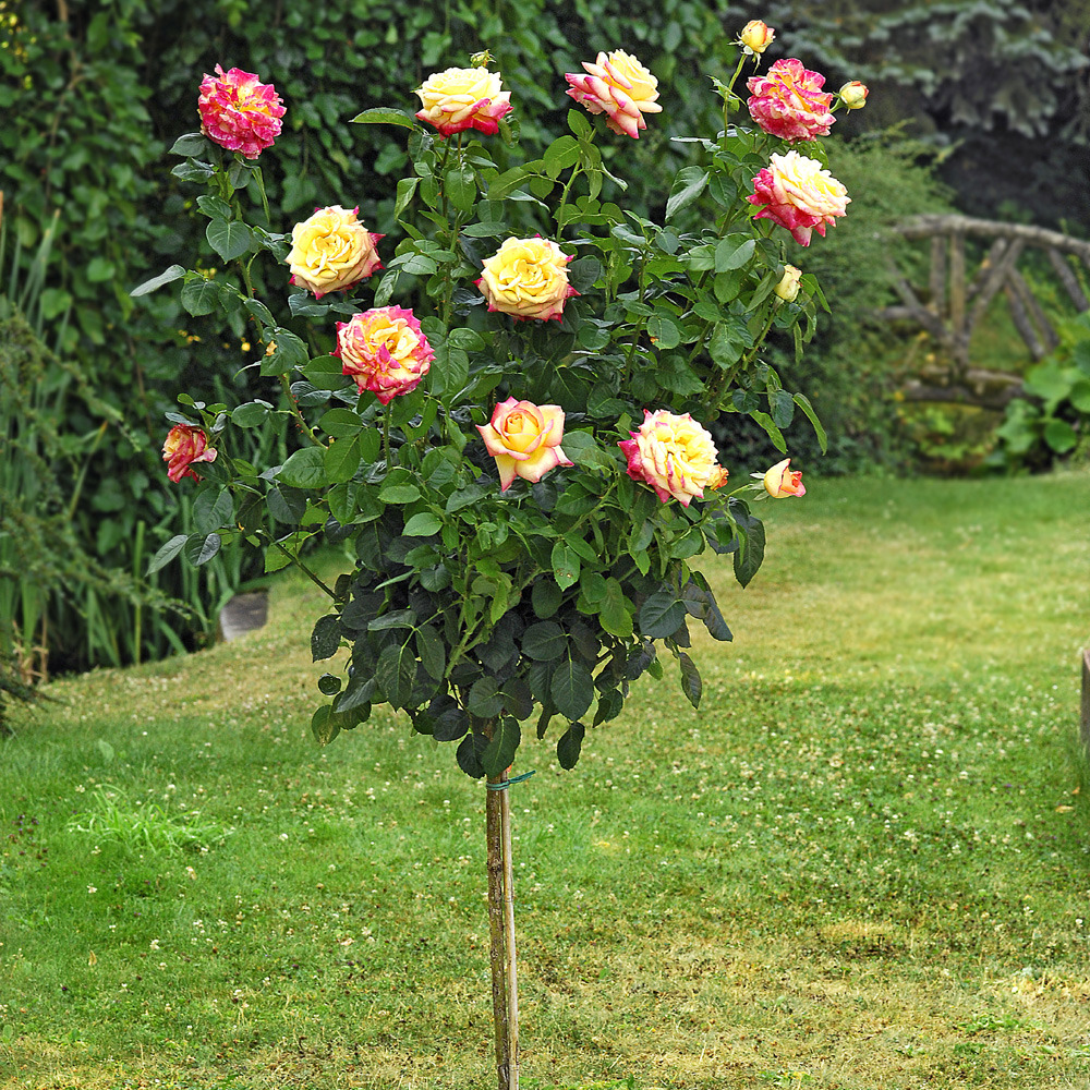 Rosier tige oriental peace ® baipeace racine nue
